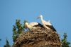 DSC_0041~2.JPG